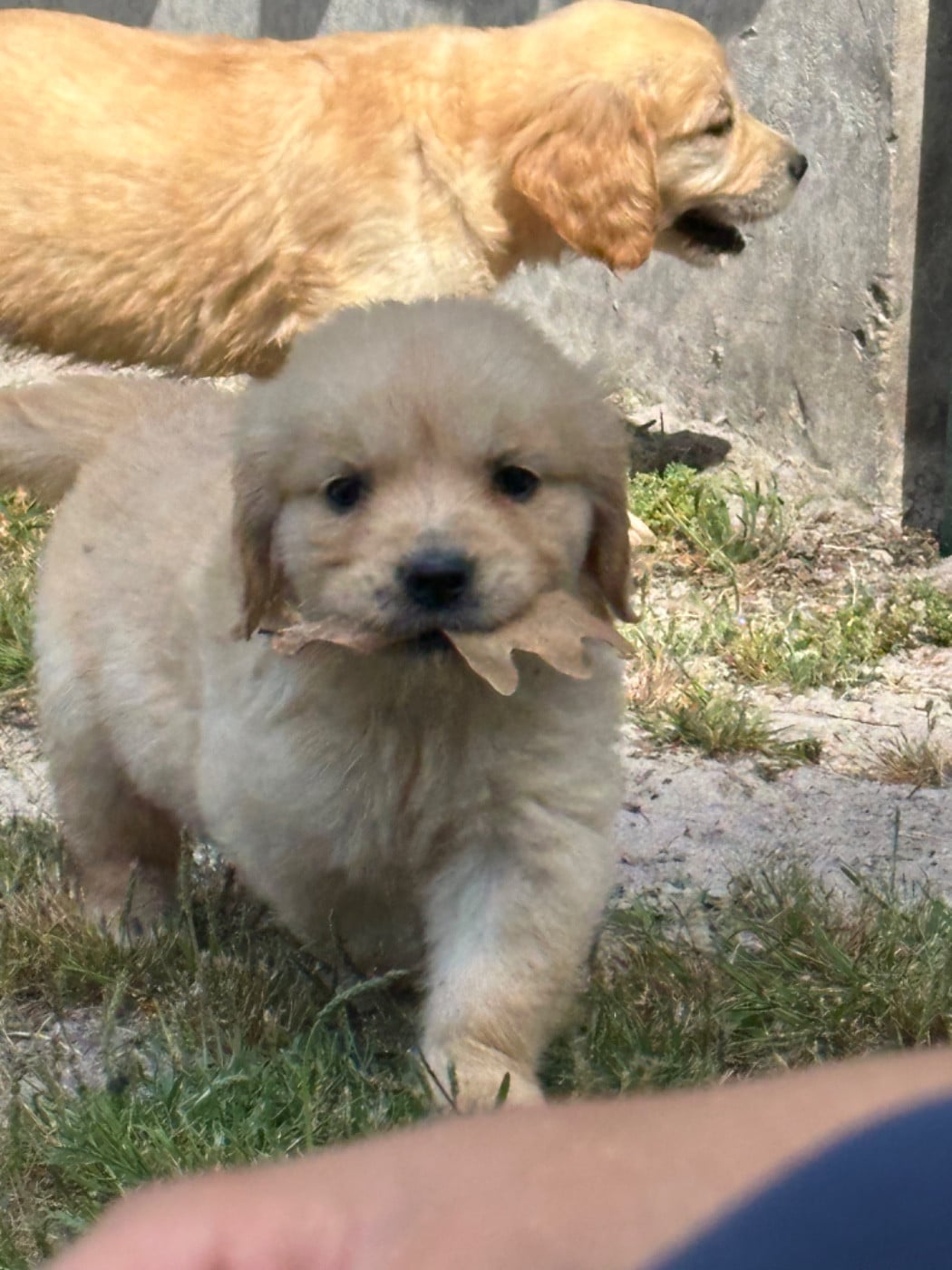 Chiot N°5 - Golden Retriever