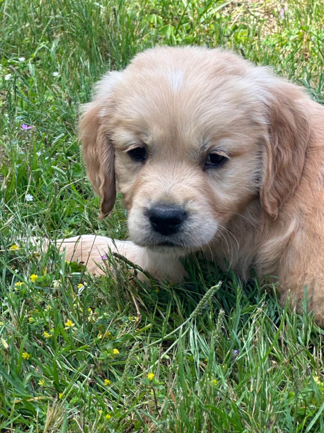 Chiot N°1 - Golden Retriever