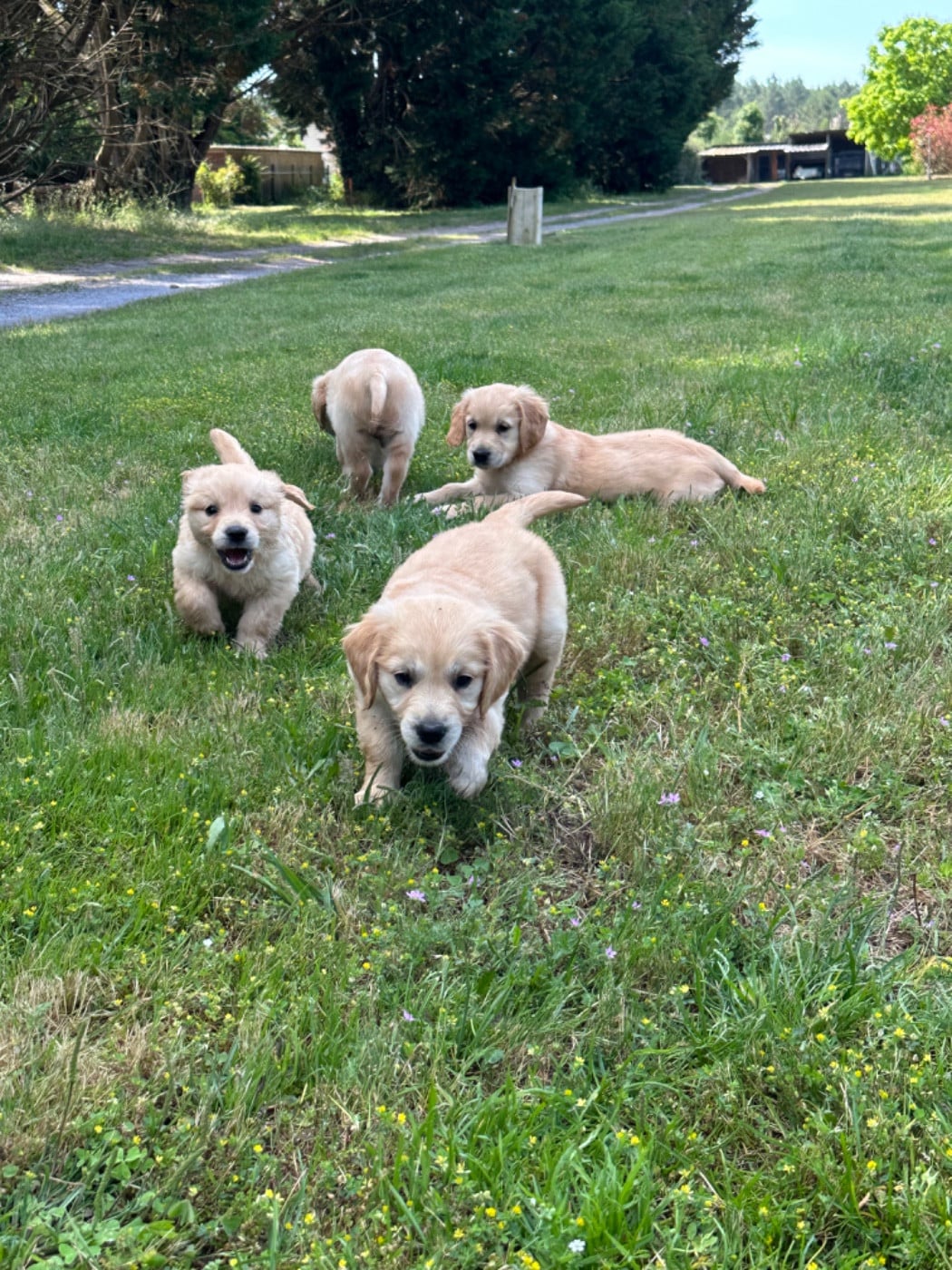 Chiot N°2 - Golden Retriever