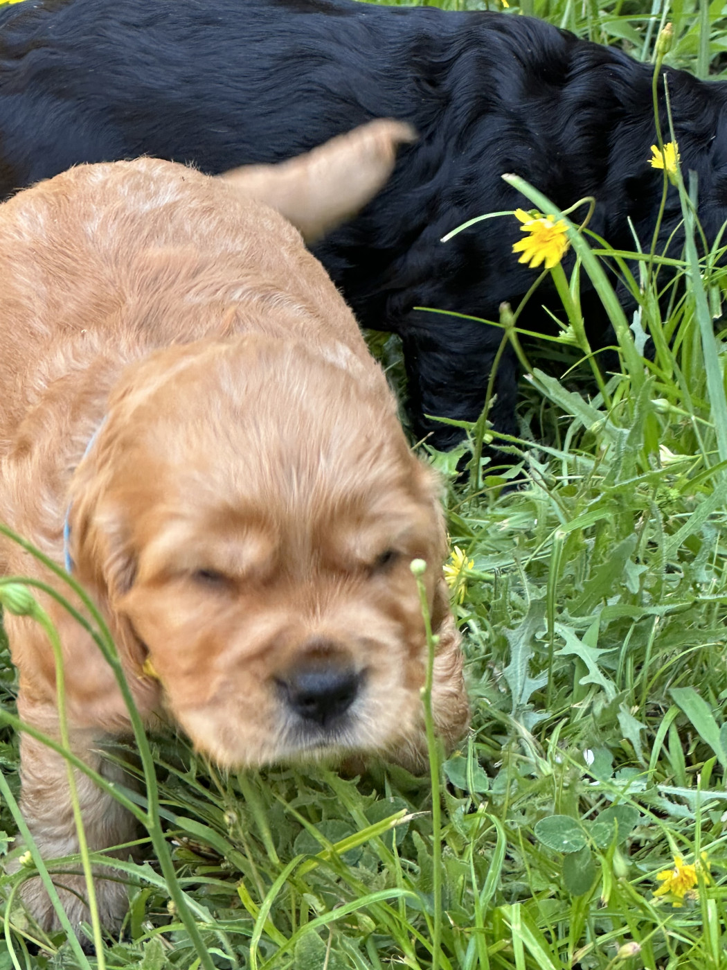 Chiot N°3 - Cocker Spaniel Anglais