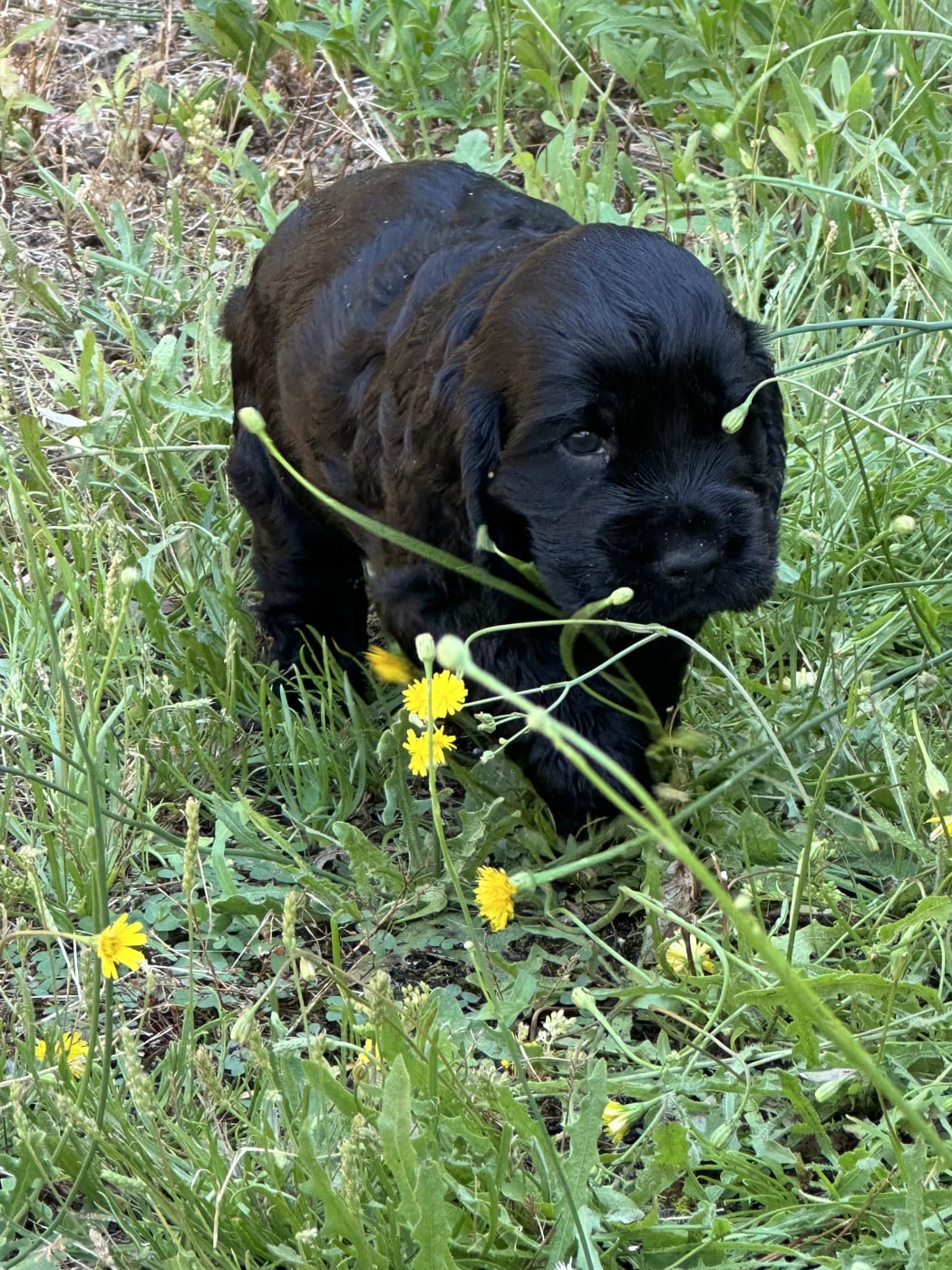 Chiot N°4 - Cocker Spaniel Anglais