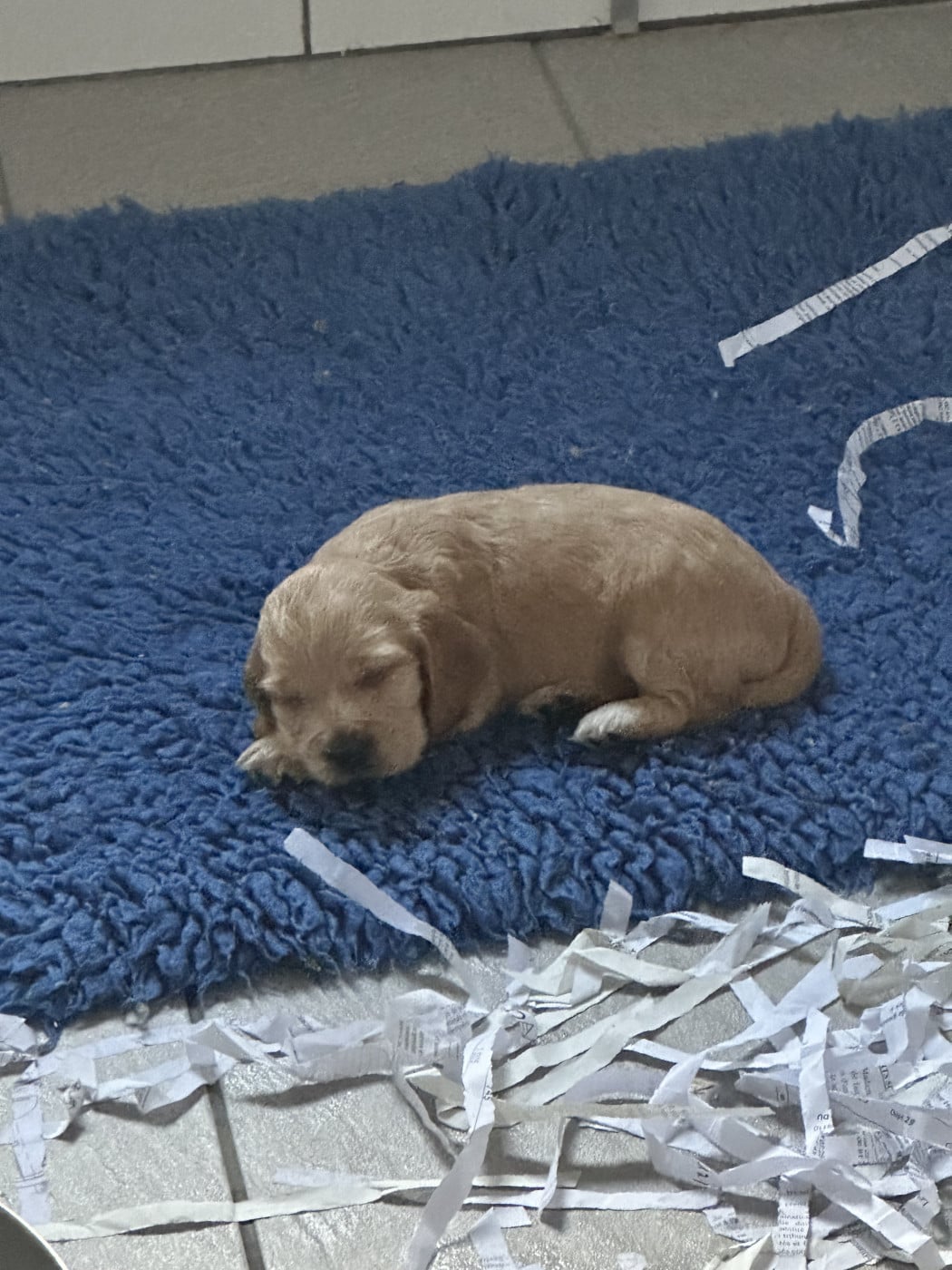 Chiot N°1 - Cocker Spaniel Anglais