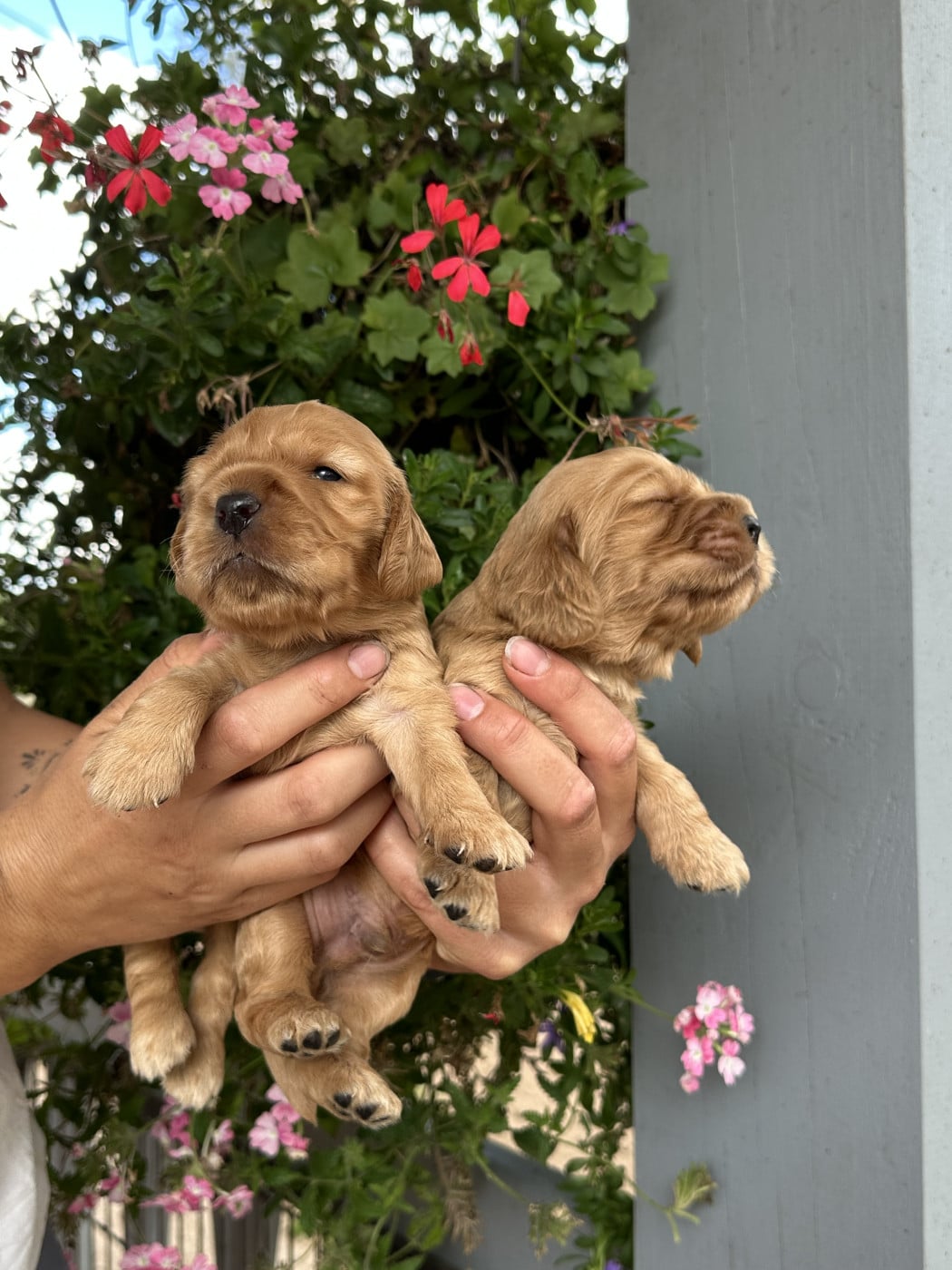 Chiot N°3 - Cocker Spaniel Anglais