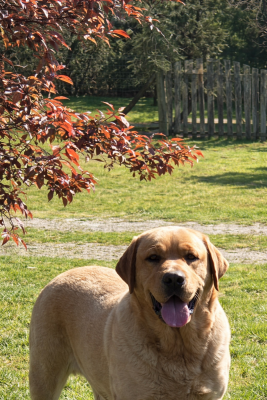 noir 250268600477842 - Labrador Retriever