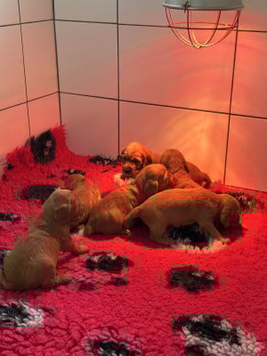 Chiot N°1 - Cocker Spaniel Anglais