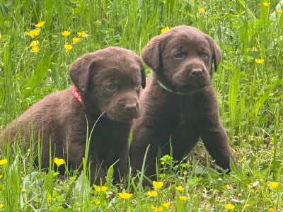Les chiots de Labrador Retriever