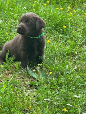 Les chiots de Labrador Retriever