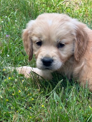 Les chiots de Golden Retriever