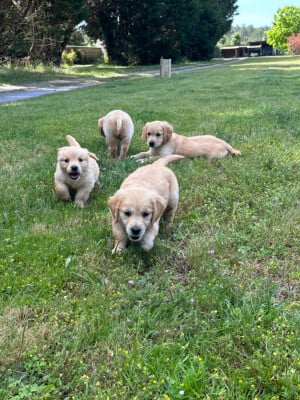 Les chiots de Golden Retriever