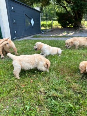 Les chiots de Golden Retriever