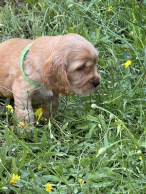 Les chiots de Cocker Spaniel Anglais