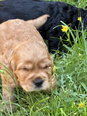 Les chiots de Cocker Spaniel Anglais