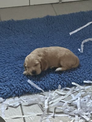 Les chiots de Cocker Spaniel Anglais