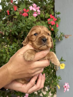 Les chiots de Cocker Spaniel Anglais