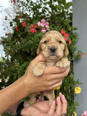 Les chiots de Cocker Spaniel Anglais