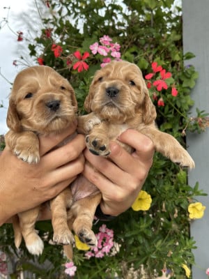 Les chiots de Cocker Spaniel Anglais