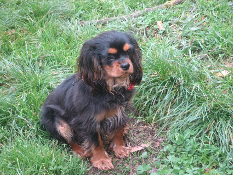 Publication : du Château du Bois d'Orly Auteur : Angélique CORNIL