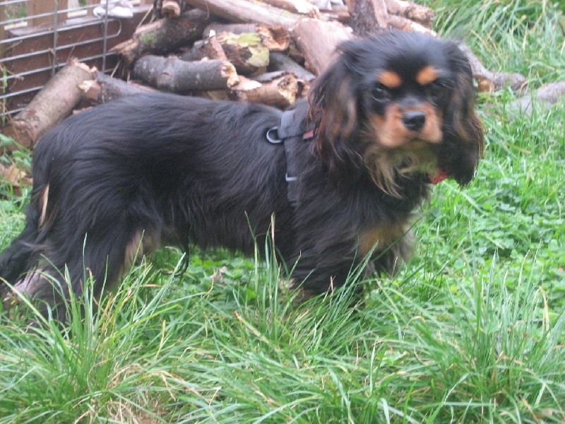 Publication : du Château du Bois d'Orly Auteur : Angélique CORNIL