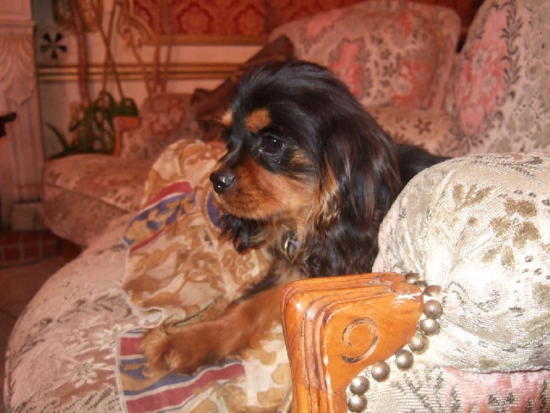 Publication : du Château du Bois d'Orly Auteur : Angélique CORNIL