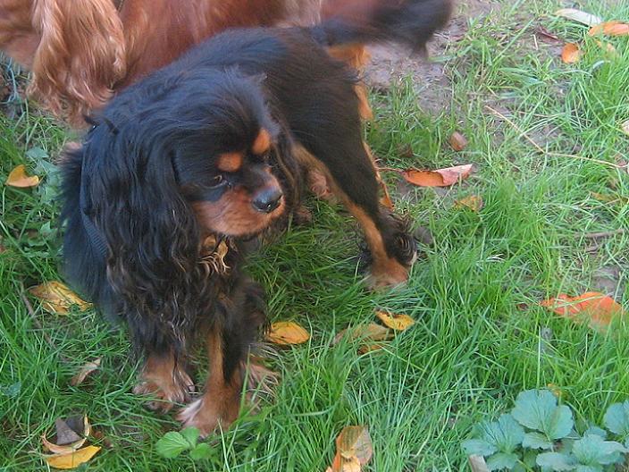 Publication : du Château du Bois d'Orly Auteur : Angélique CORNIL