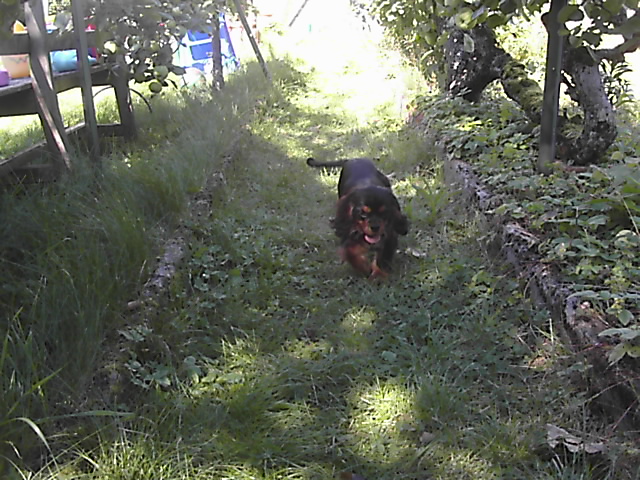 Publication : du Château du Bois d'Orly Auteur : Angélique CORNIL