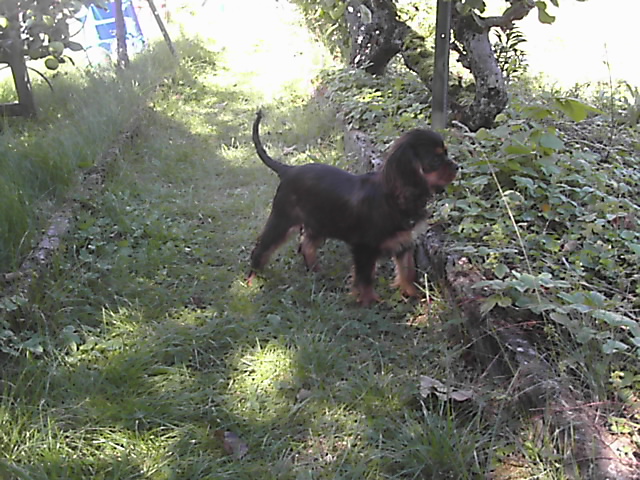 Publication : du Château du Bois d'Orly Auteur : Angélique CORNIL
