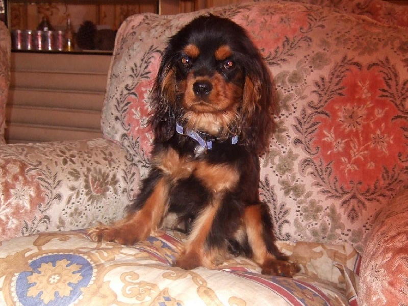 Publication : du Château du Bois d'Orly Auteur : Angélique CORNIL