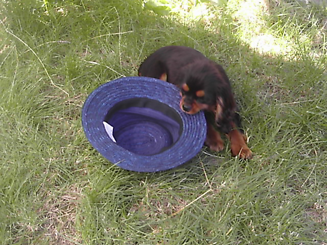 Publication : du Château du Bois d'Orly Auteur : Angélique CORNIL