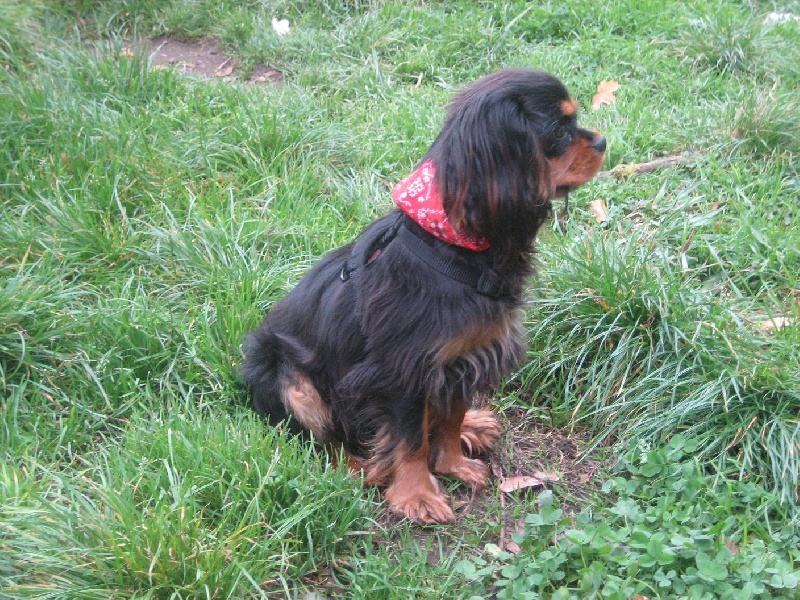 Publication : du Château du Bois d'Orly Auteur : Angélique CORNIL