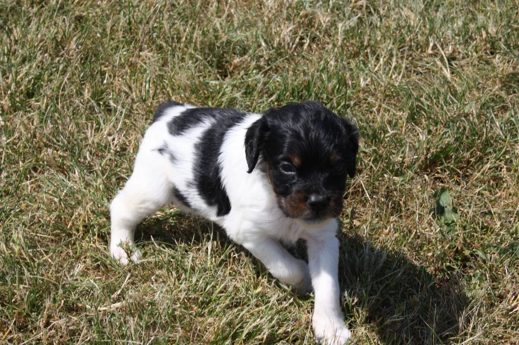 Chiot Epagneul Breton - CHIOT 2 de Rocancourt