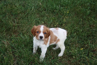 Chiots de race Epagneul Breton LOF à vendre en France