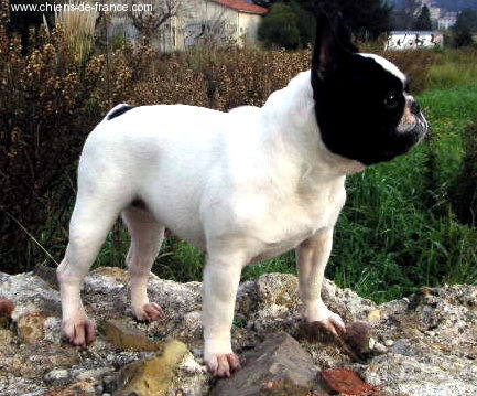 CH. Tahiti patton de shushai - 1 ere Excellent 2ème Meilleure de Race