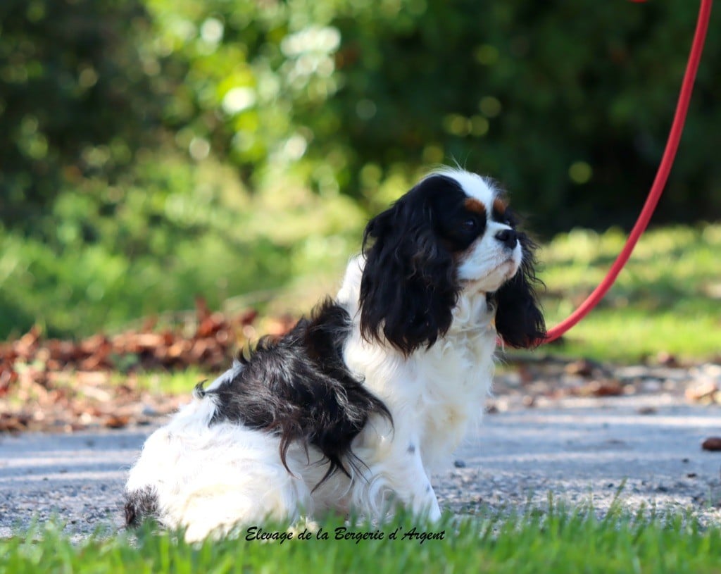 Upper de la bergerie d'argent