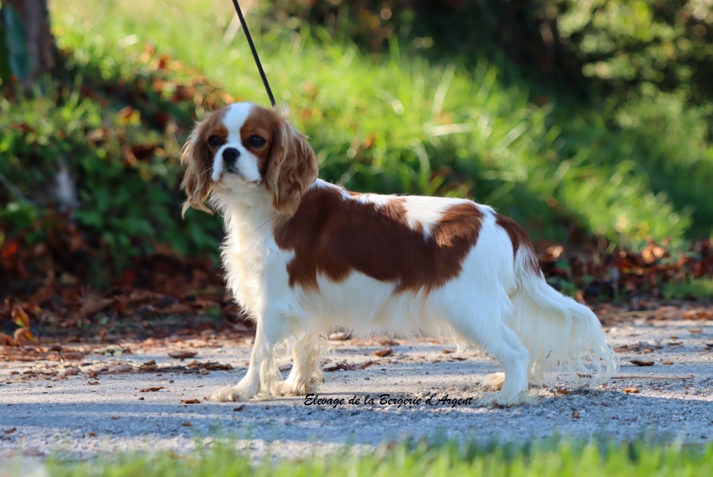 Vie damour de la bergerie d'argent