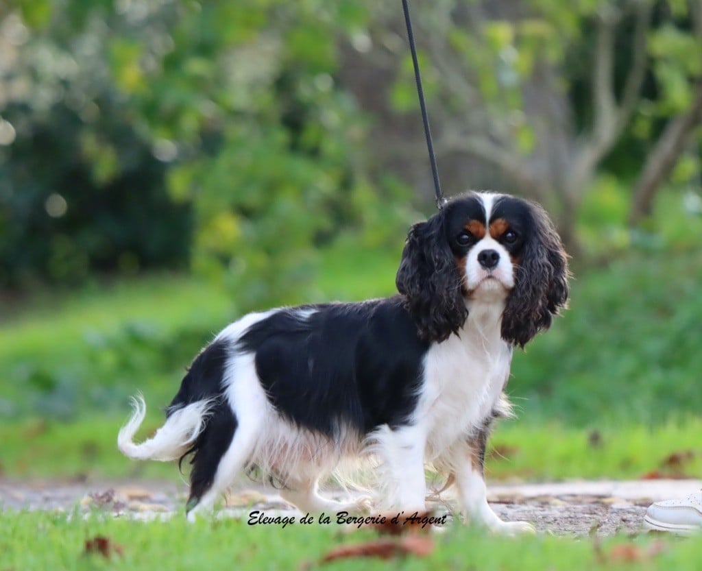 Shanel de la bergerie d'argent