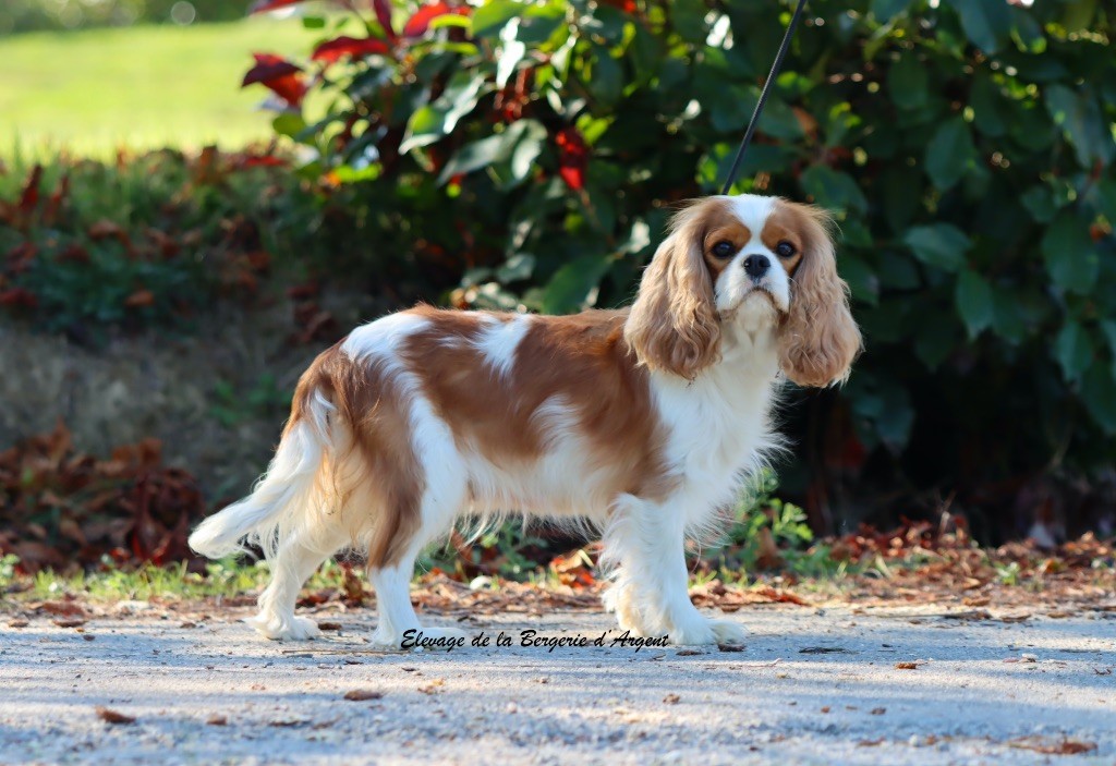 Sasha de la bergerie d'argent