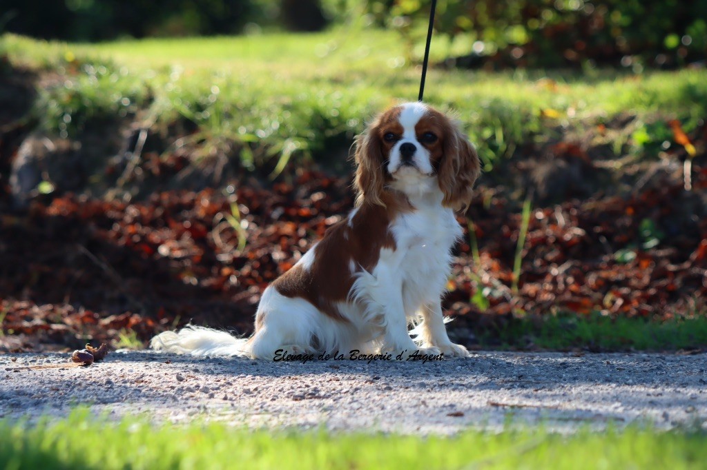 Vie damour de la bergerie d'argent