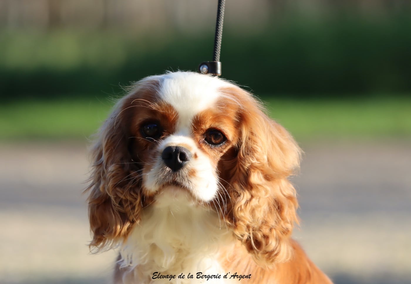 Ubella de la bergerie d'argent