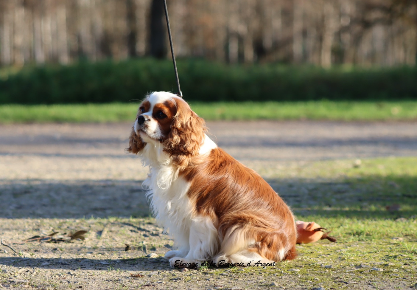 Ubella de la bergerie d'argent