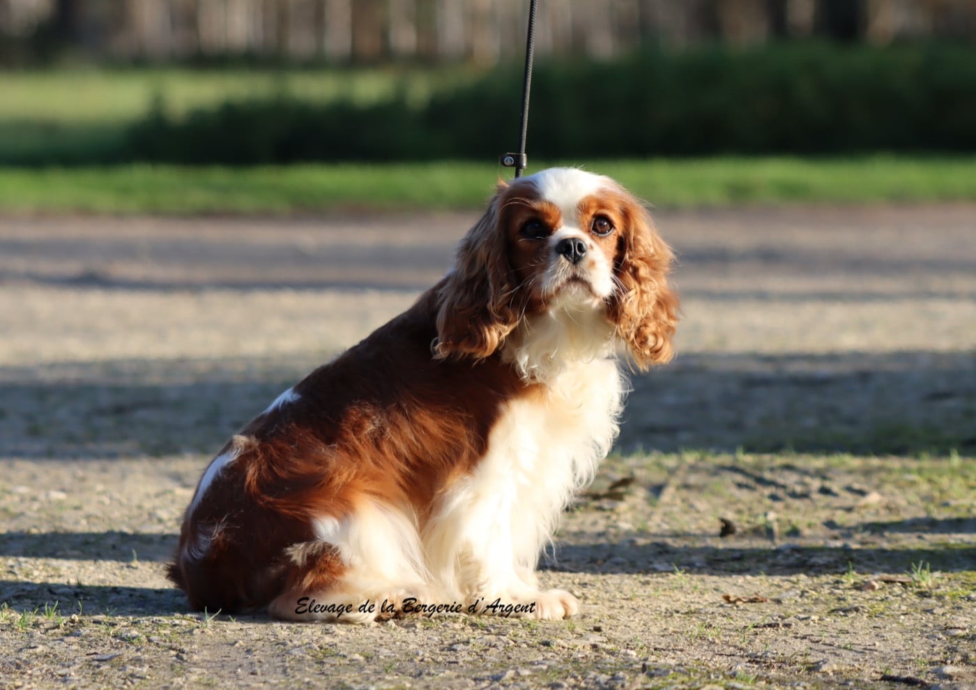 Ubella de la bergerie d'argent