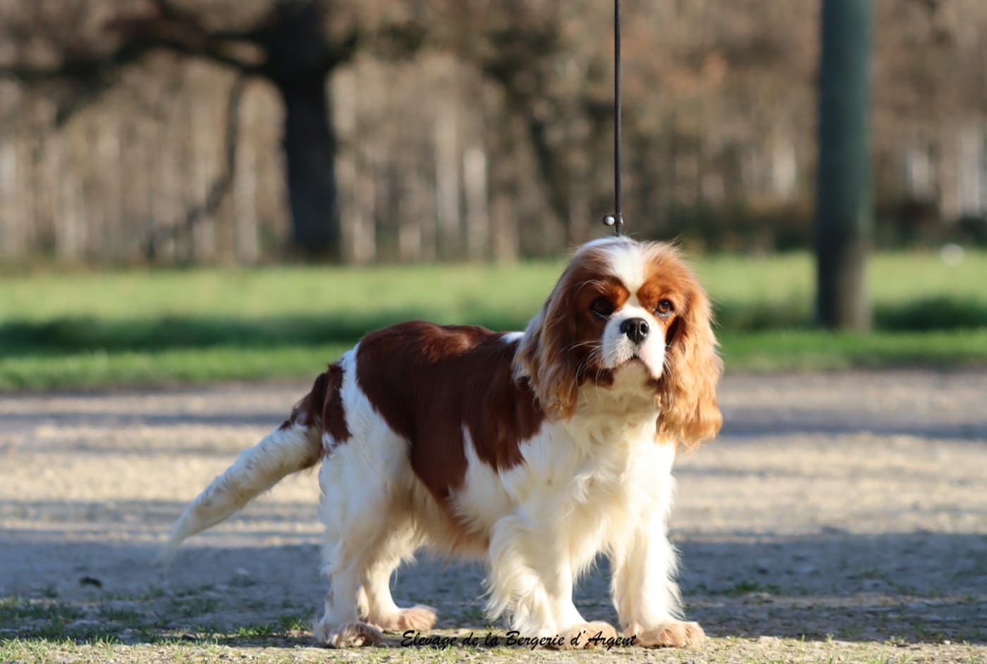 Publication : de la bergerie d'argent