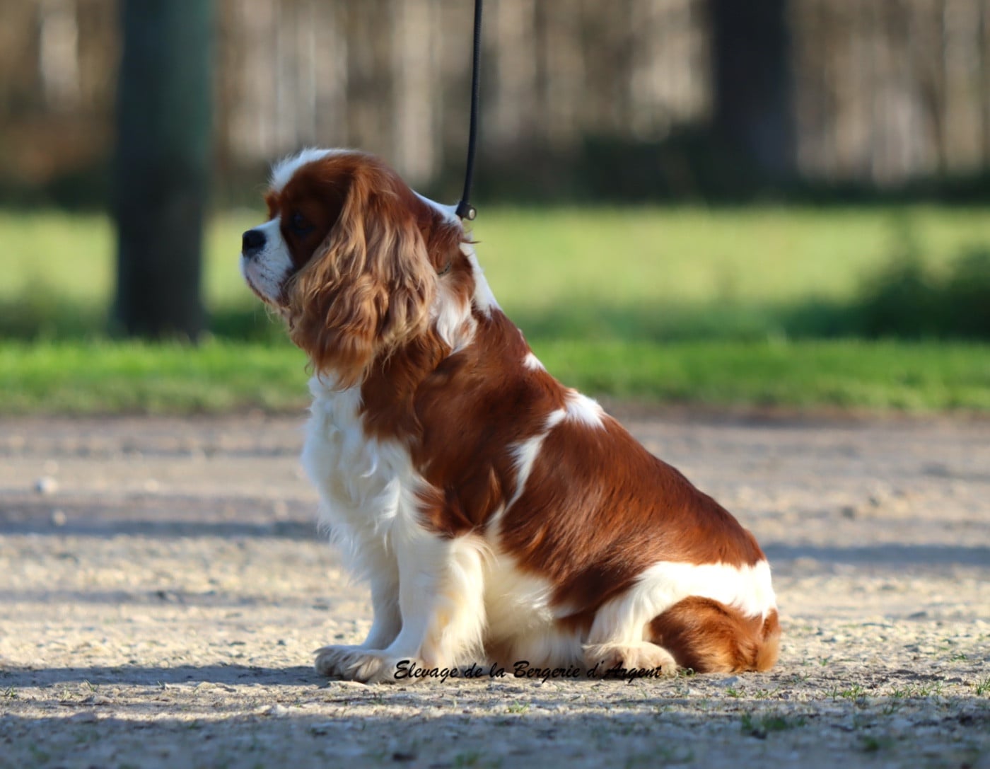 Publication : de la bergerie d'argent