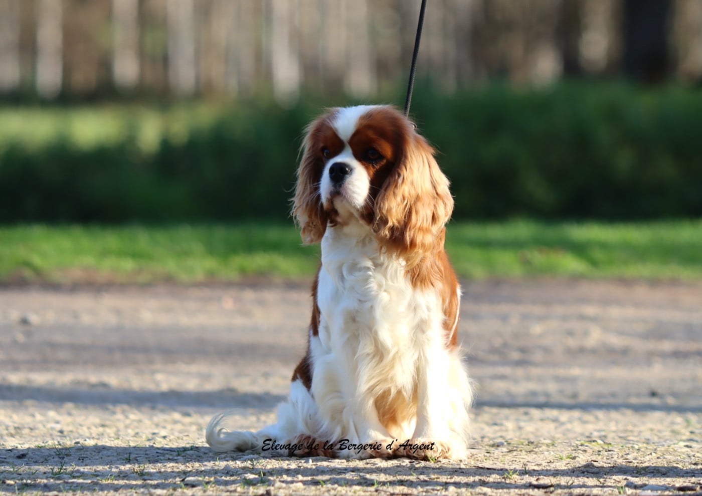 Publication : de la bergerie d'argent