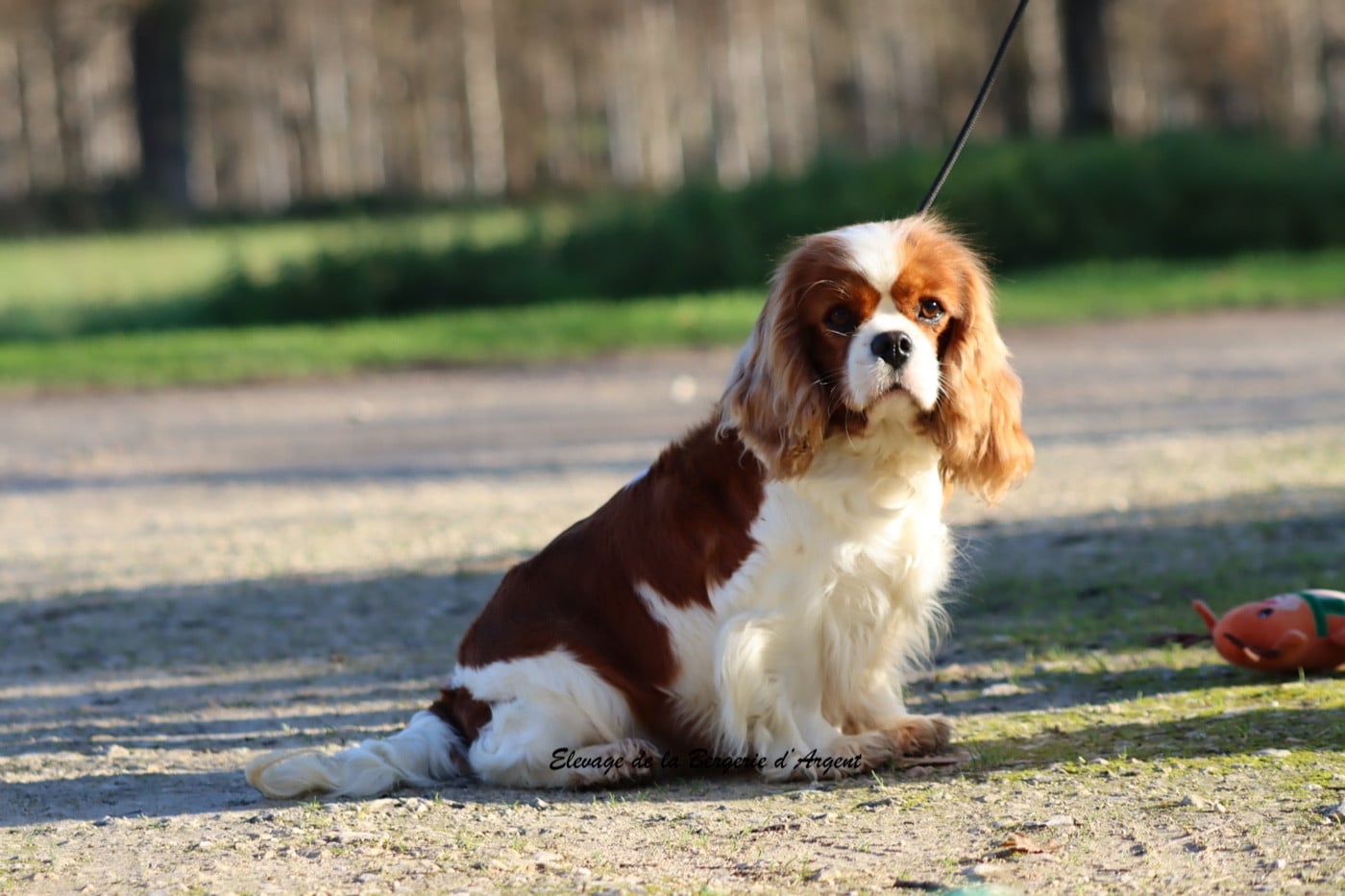 Publication : de la bergerie d'argent