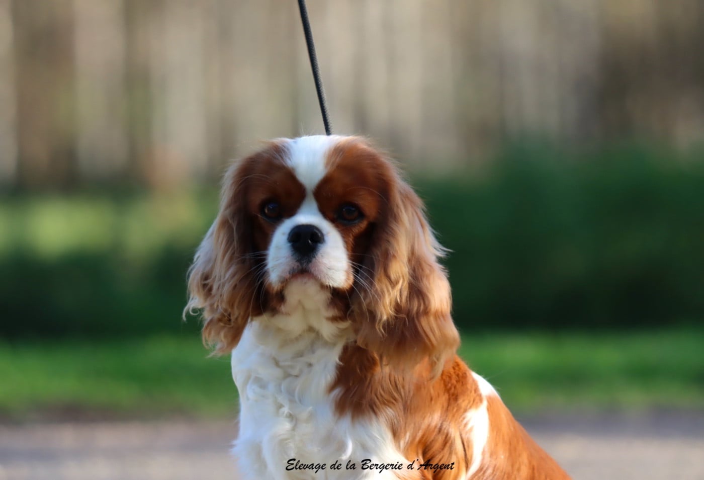 Publication : de la bergerie d'argent