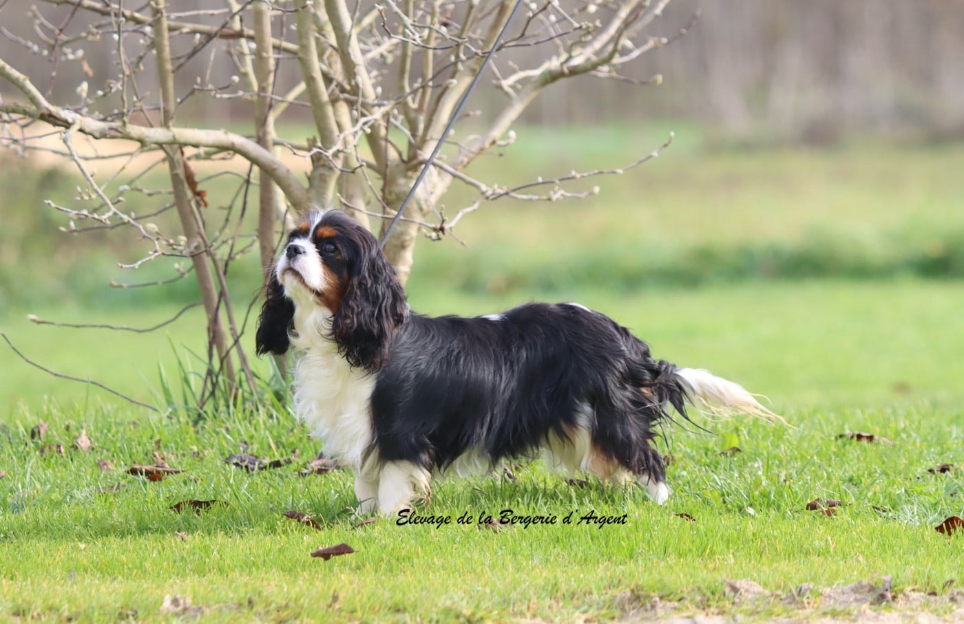 Vague de tendresse de la bergerie d'argent