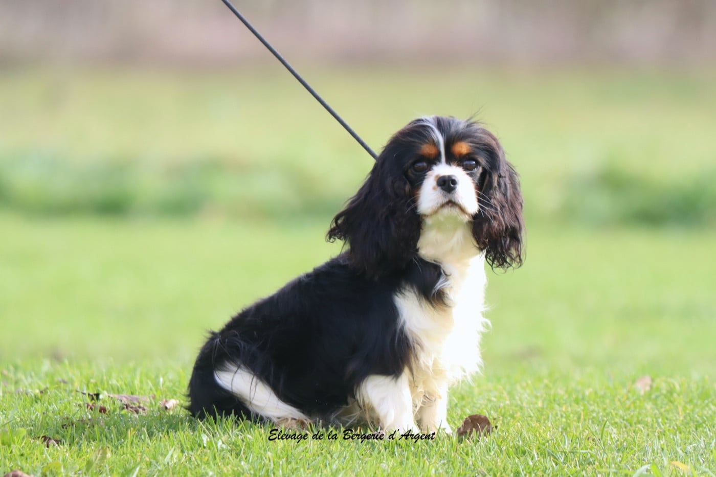 Vague de tendresse de la bergerie d'argent