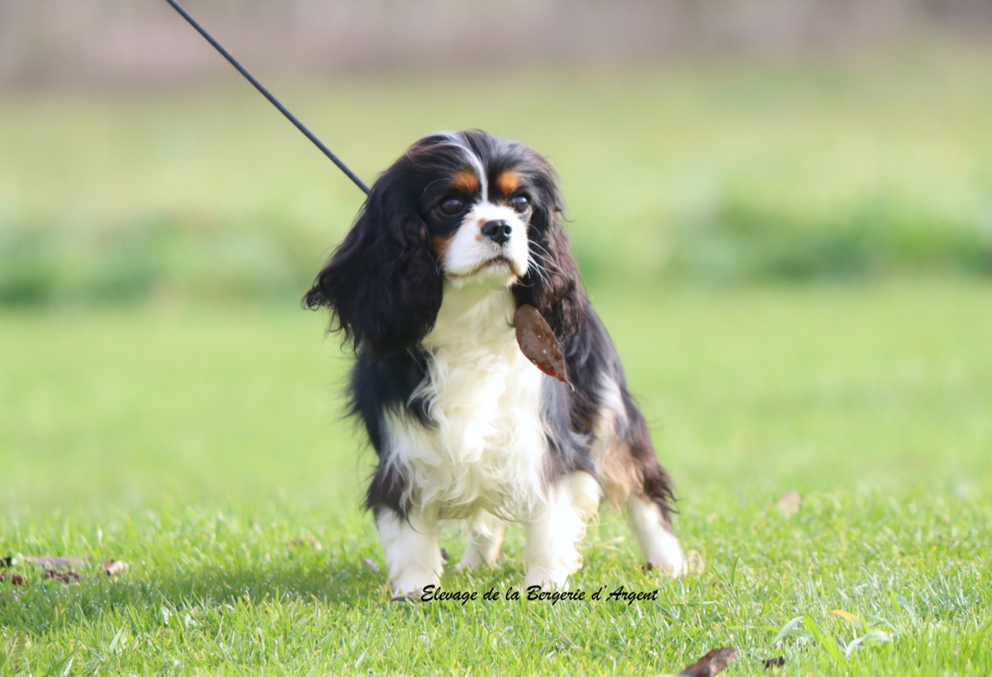 Vague de tendresse de la bergerie d'argent
