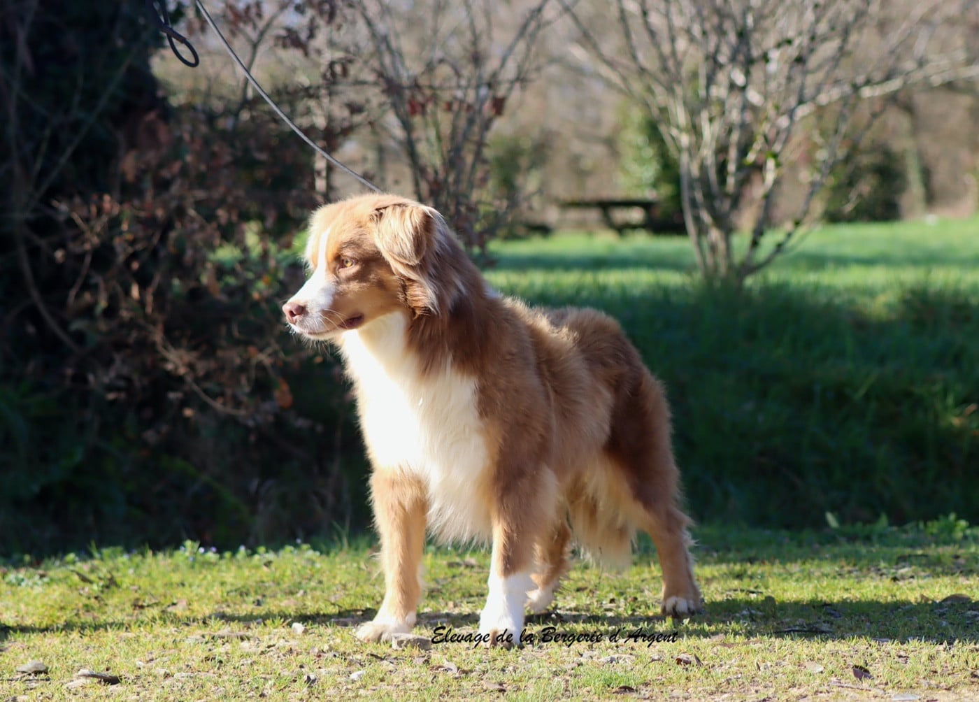 Publication : De La Bergerie D'Argent