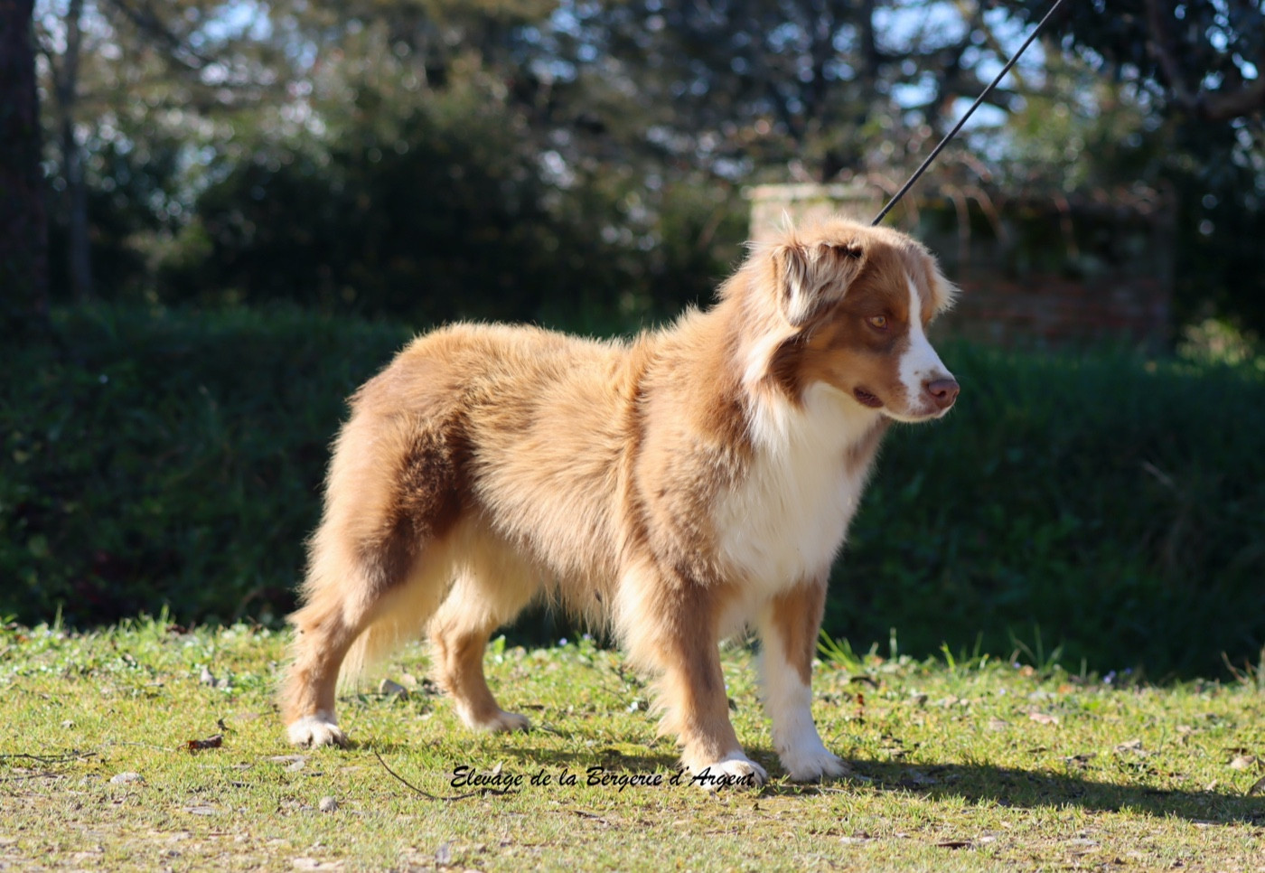 Publication : De La Bergerie D'Argent